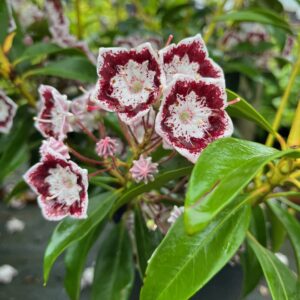 KALMIA LATIFOLIA 'BLACK LABEL'