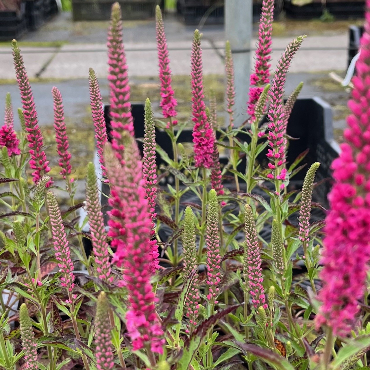 VERONICA SPICATA 'ROTFUCHS'