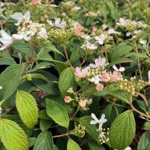 VIBURNUM PLICATUM 'PINKAWAI'