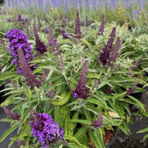 BUDDLEJA DAVIDII BUTTERFLY CANDY 'LITTLE PURPLE'