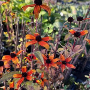 RUDBECKIA TRILOBA 'PRAIRIE GLOW'