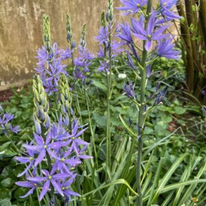 CAMASSIA LEICHTLINII 'CAERULEA'