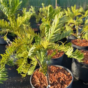 CEPHALOTAXUS HARRINGTONII 'GIMBORN'S PILLOW'
