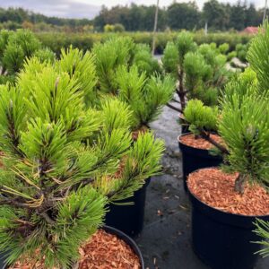 PINUS NIGRA 'HORNIBROOKIANA'