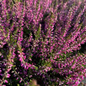 CALLUNA VULGARIS 'MARLIES'