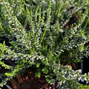 CALLUNA VULGARIS 'MELANIE'