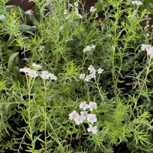 ACHILLEA PTARMICA