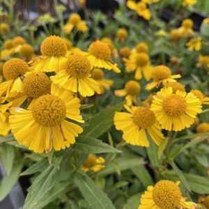HELENIUM 'LEMON SUNDAE'