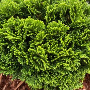 CHAMAECYPARIS OBTUSA 'FLABELLIFORMIS'