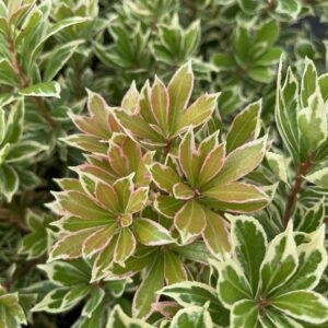 PIERIS JAPONICA 'LITTLE FROSTY'