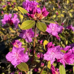 RHODODENDRON 'PJM REGAL'