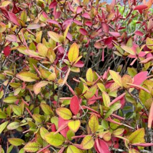 RHODODENDRON 'PJM REGAL'