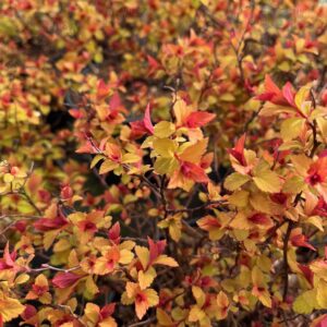 SPIRAEA JAPONICA 'MAGIC CARPET'