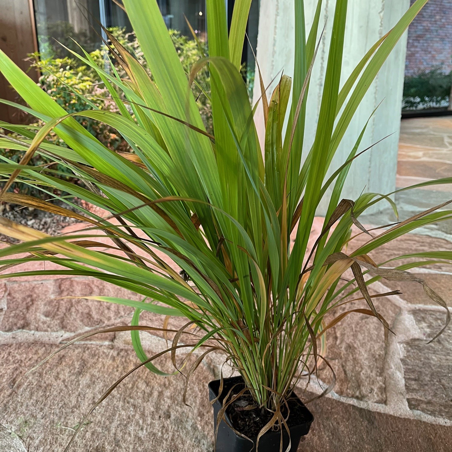 PHAENOSPERMA GLOBOSA