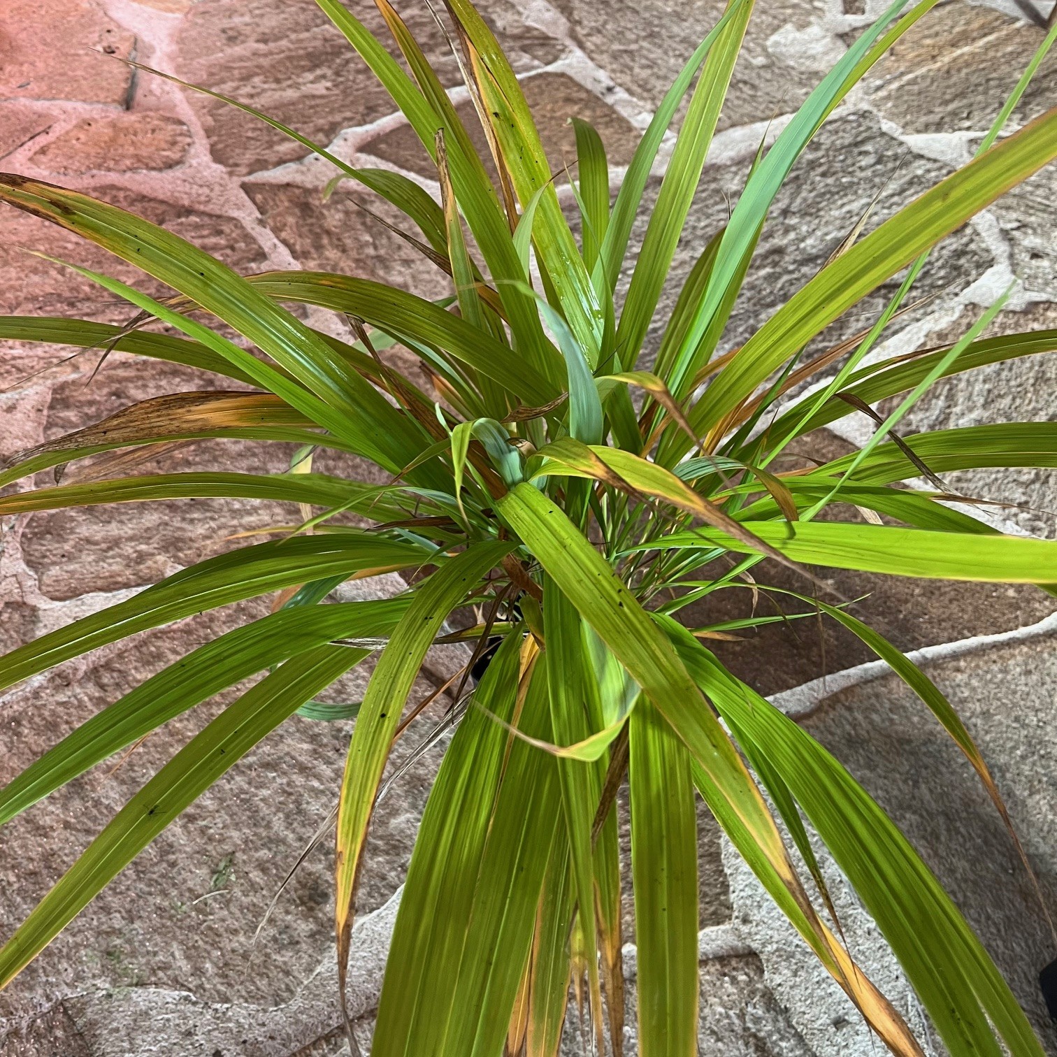 PHAENOSPERMA GLOBOSA - Afbeelding 2