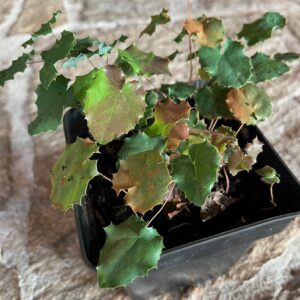 EPIMEDIUM PAUCIFLORUM