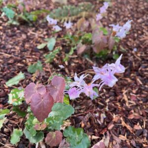 EPIMEDIUM PAUCIFLORUM