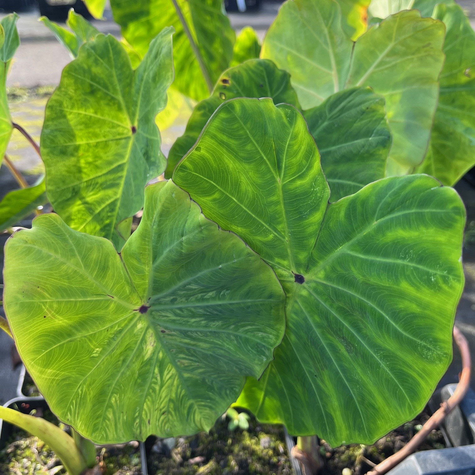 COLOCASIA GAOLIGONGENSIS