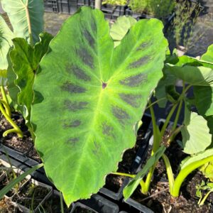 COLOCASIA GAOLIGONGENSIS