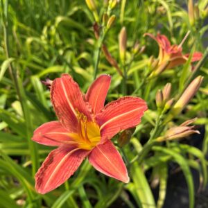 HEMEROCALLIS FULVA