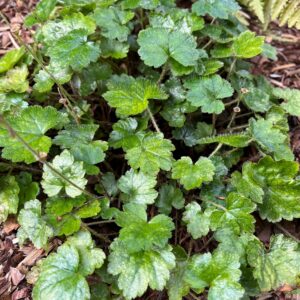 MITELLA KIUSIANA BSWJ5888