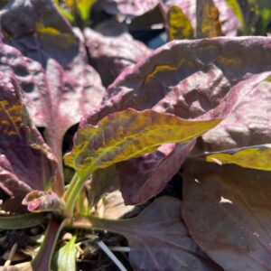 PLANTAGO MAJOR 'RUBRIFOLIA'
