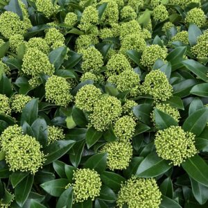 SKIMMIA JAPONICA 'WHITE GLOBE'