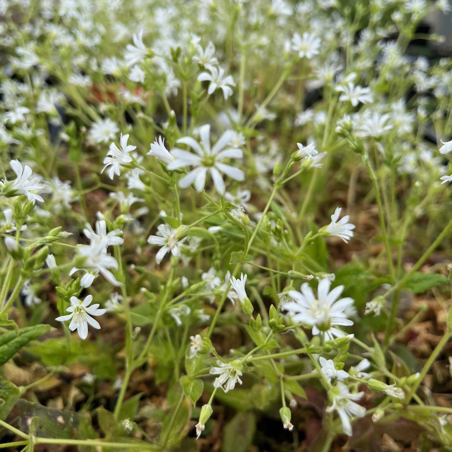 STELLARIA NEMORUM
