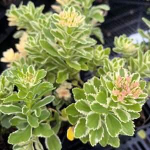 SEDUM TAKESIMENSE 'ATLANTIS'