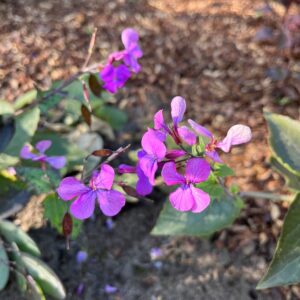 LUNARIA ANNUA 'CHEDGLOW'