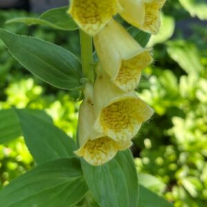 DIGITALIS FERRUGINEA 'GELBER HEROLD'