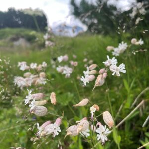 SILENE VULGARIS