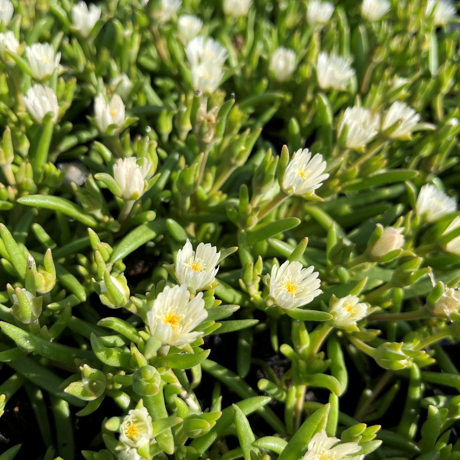 DELOSPERMA 'JEWEL OF DESERT MOONSTONE' - Afbeelding 3