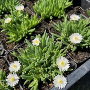 DELOSPERMA 'JEWEL OF DESERT MOONSTONE'