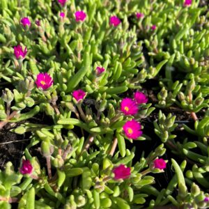 DELOSPERMA 'JEWEL OF DESERT OPAL'