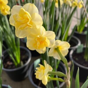 NARCISSUS 'YELLOW CHEERFULNESS'
