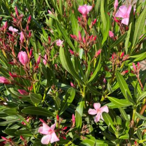 NERIUM OLEANDER