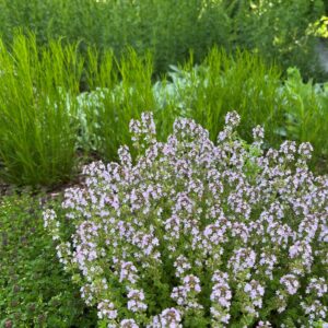 THYMUS CITRIODORUS 'VARIEGATUS'