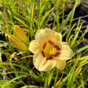 HEMEROCALLIS 'MIKADO'