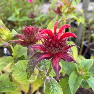 MONARDA 'GARDENVIEW SCARLET'