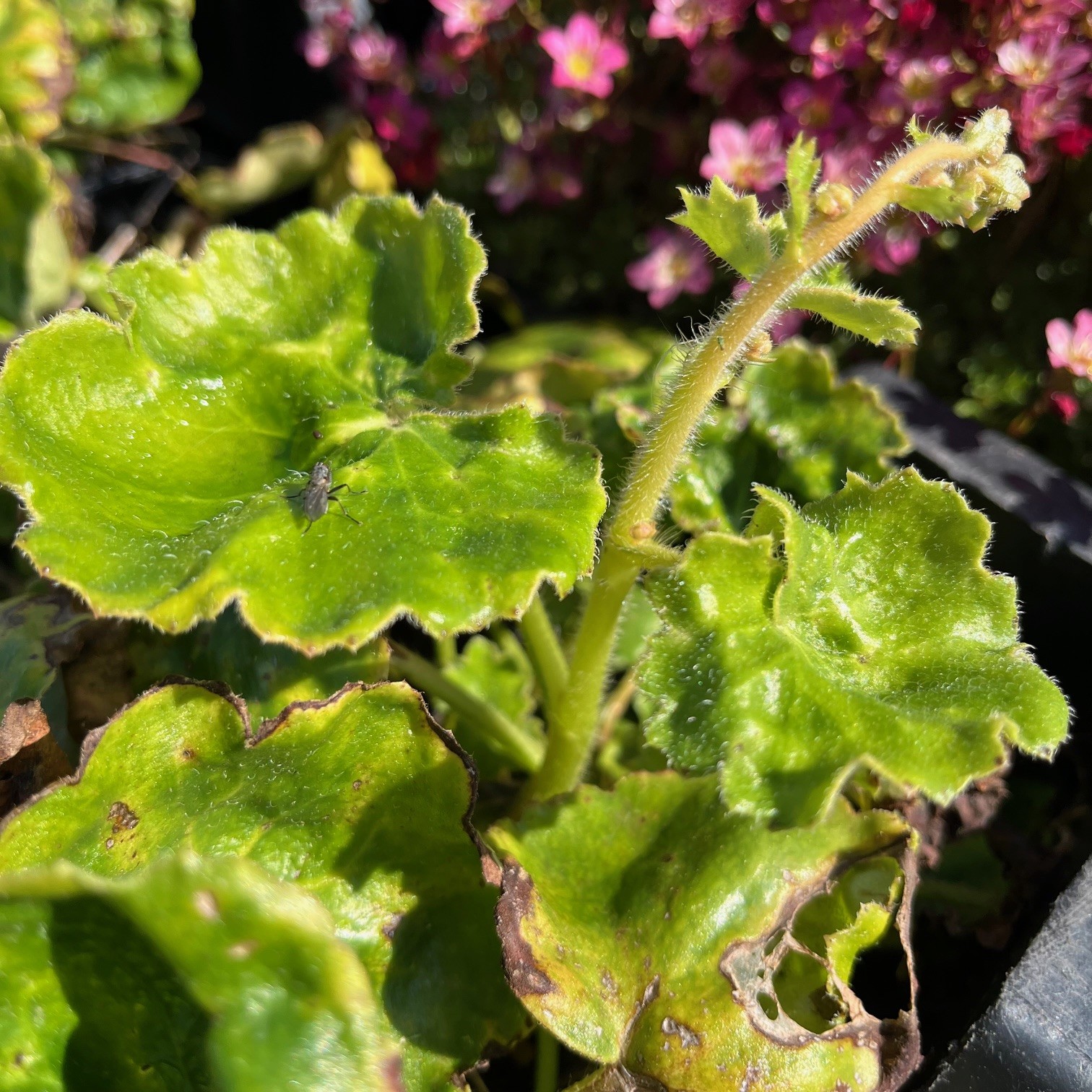 SAXIFRAGA STOLONIFERA 'SHANGHAI'
