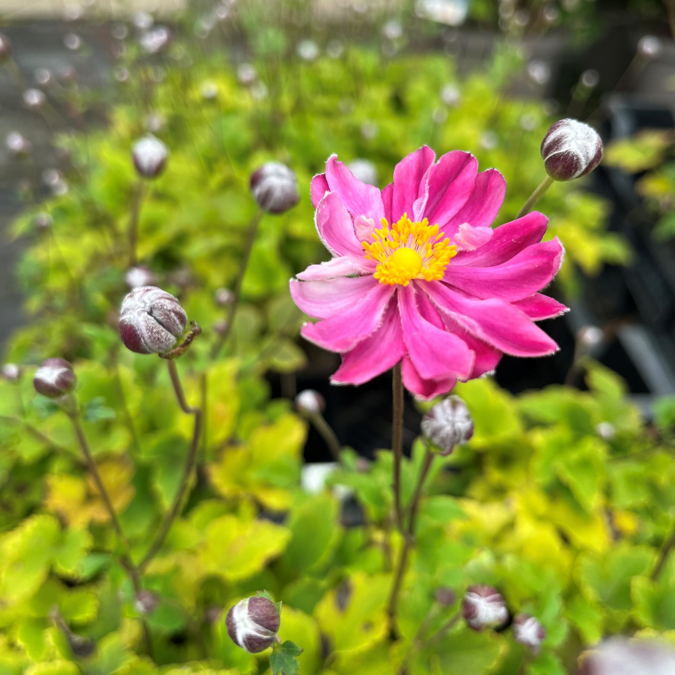 ANEMONE HUP. 'FANTASY BELLE'