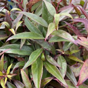 LEUCOTHOE KEISKEI 'BURNING LOVE'