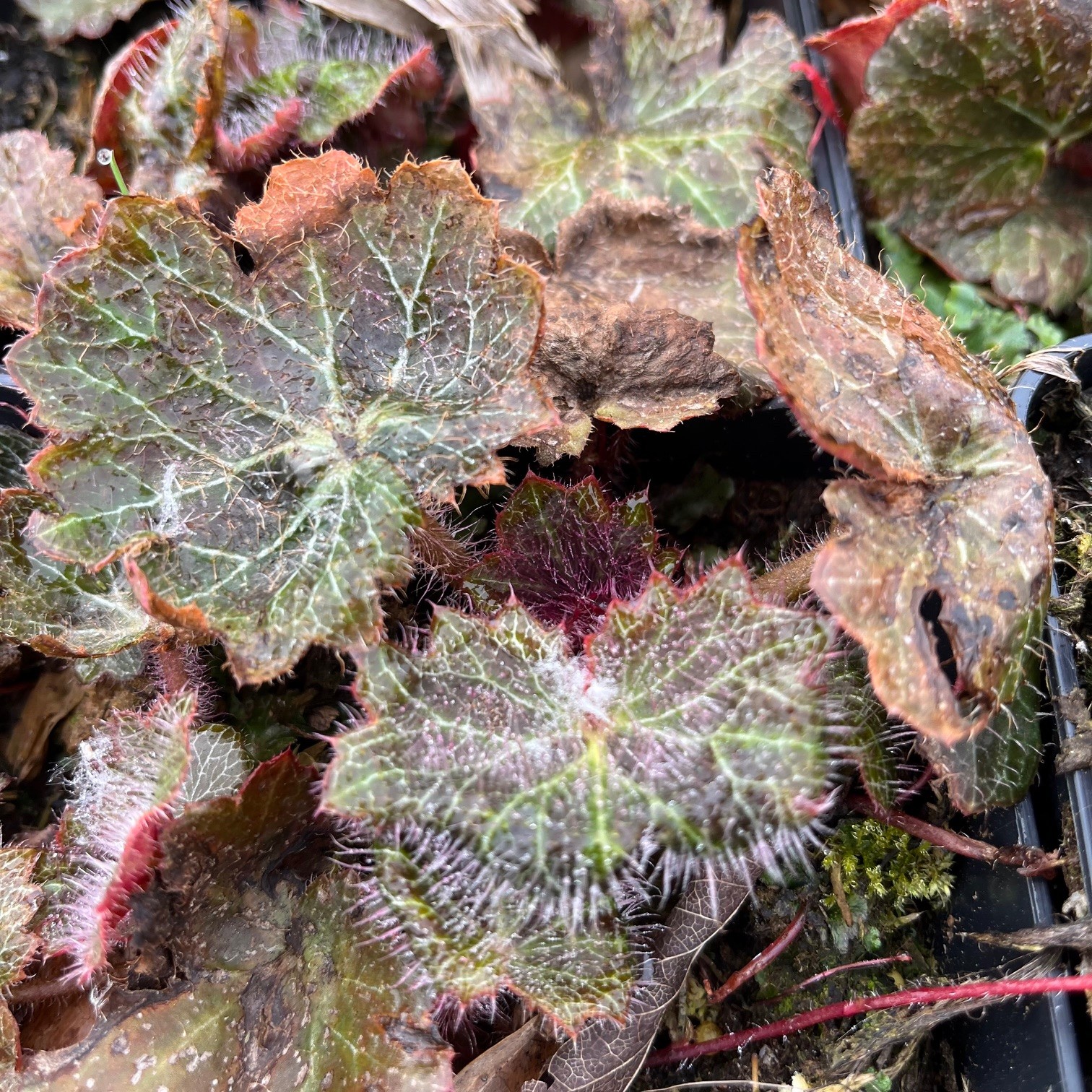 SAXIFRAGA STOLONIFERA 'KINKI PURPLE'