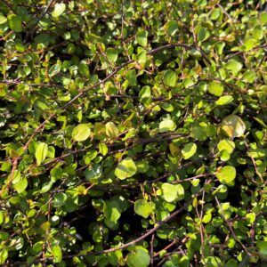 MUEHLENBECKIA AXILLARIS