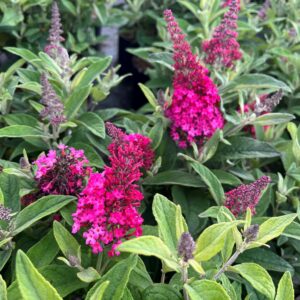BUDDLEJA DAVIDII BUTTERFLY CANDY 'LITTLE RUBY'