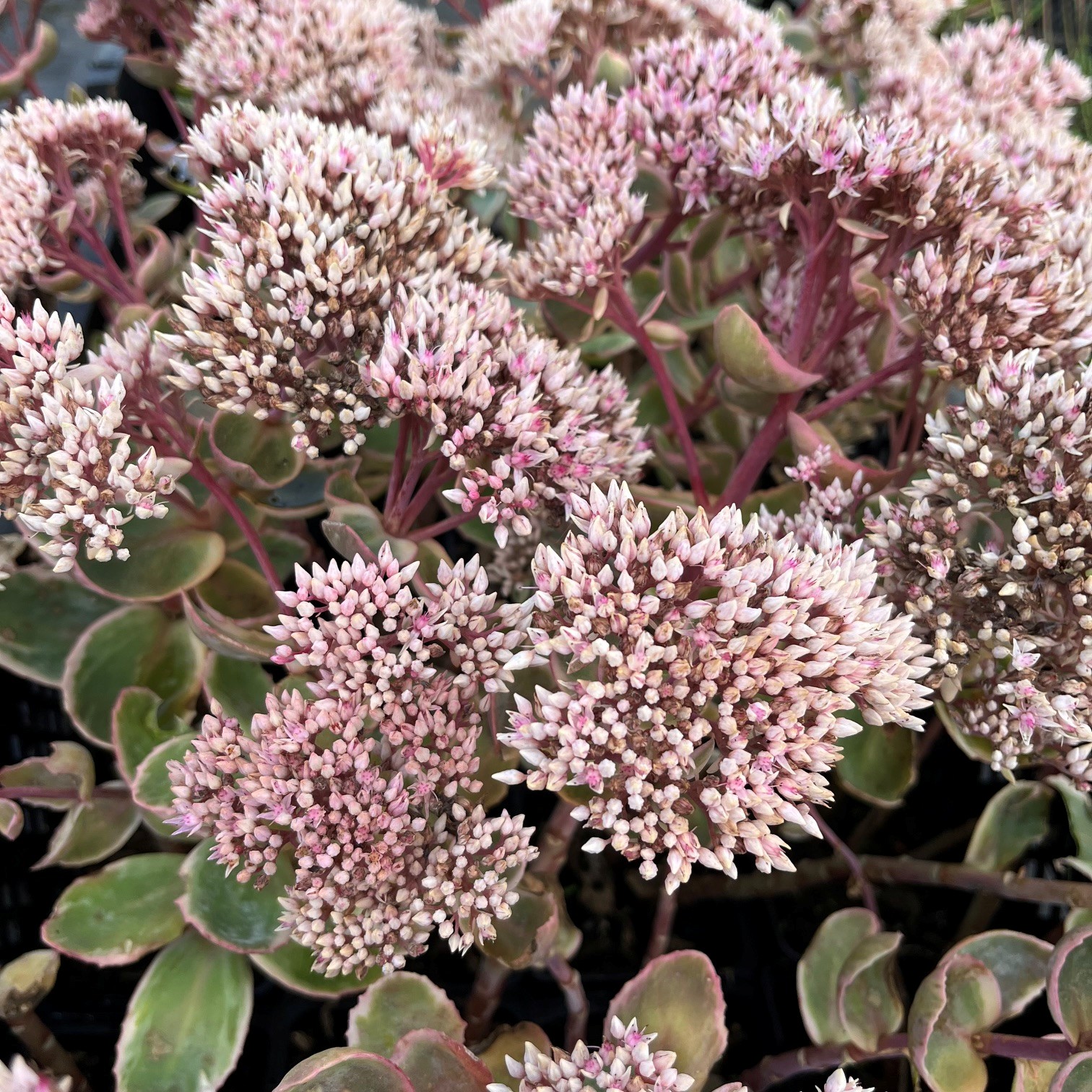 SEDUM 'LA VIE EN ROSE'