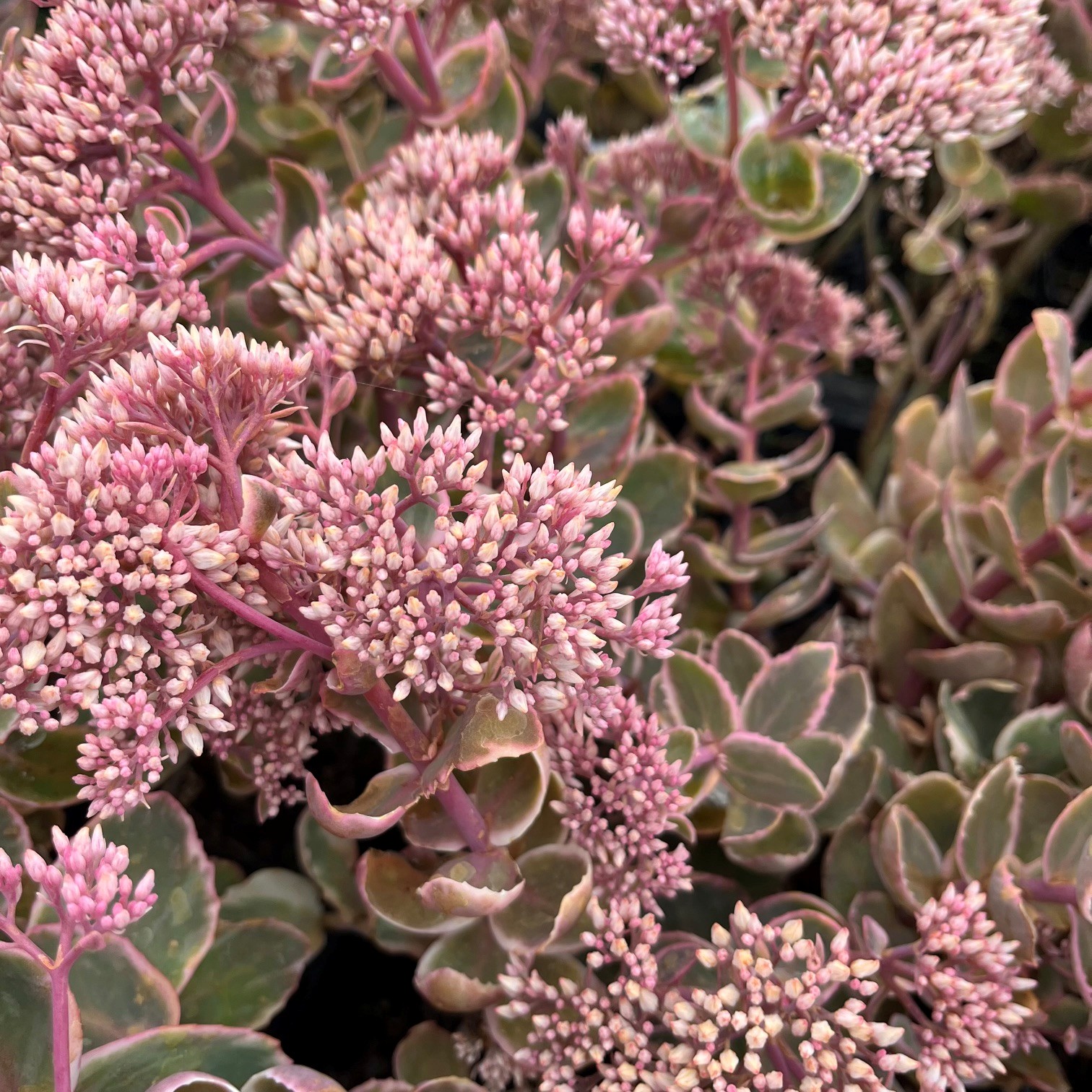 SEDUM 'LA VIE EN ROSE' - Afbeelding 4