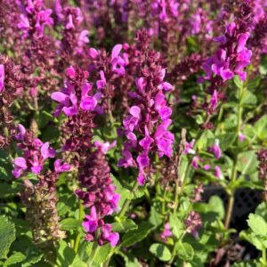 SALVIA SYLVESTRIS 'ROSE MARVEL'