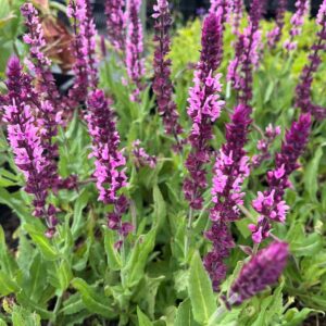 SALVIA NEMOROSA 'CARADONNA PINK INSPIRATION'
